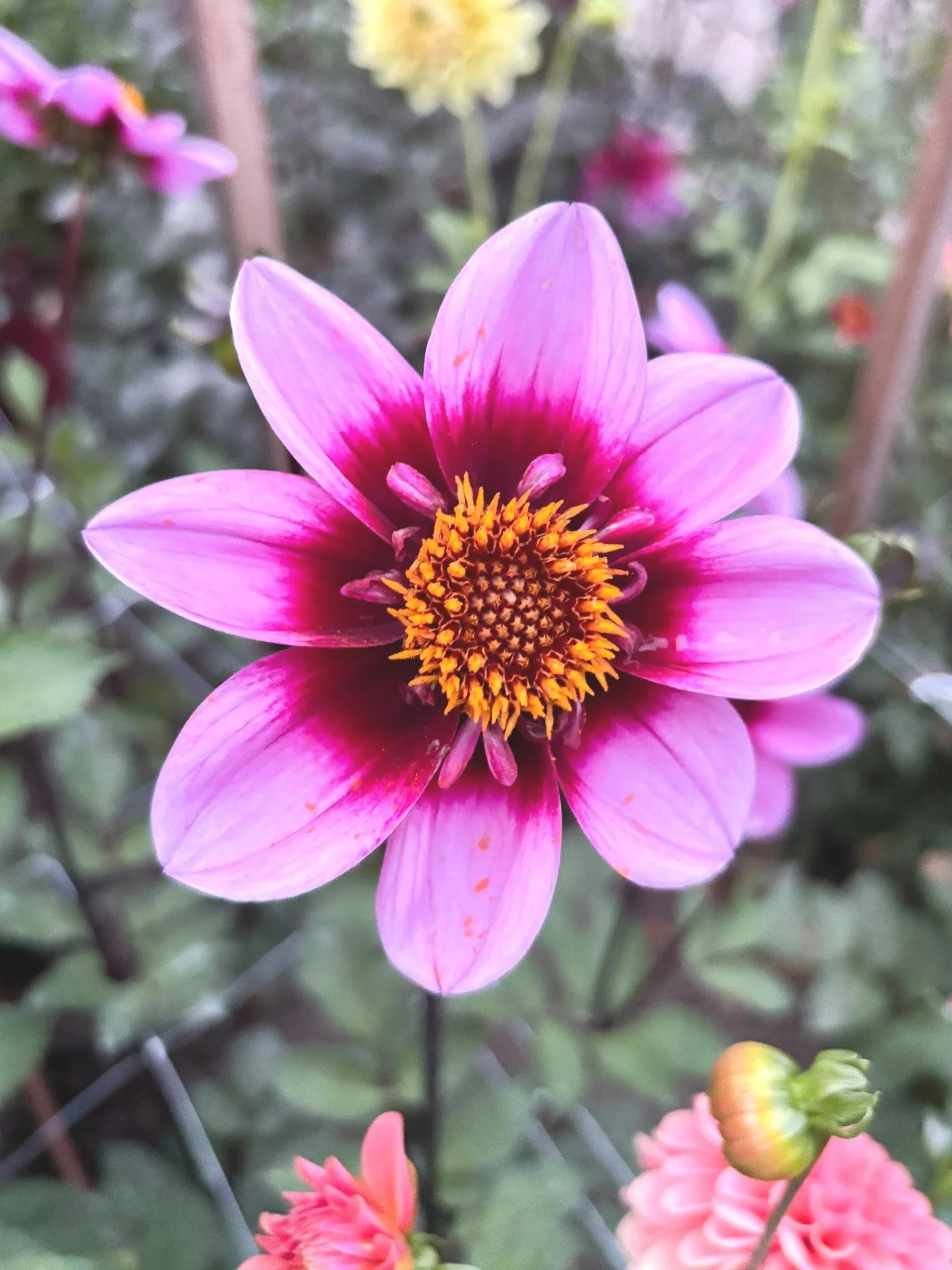 TOMORROWLANDライダースタリアトーレエンメティソブリンbeamsf Dahlia : Bee Happy — ciderpress lane